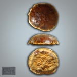 Зуб Pycnodontiformes