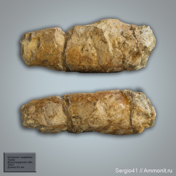 триас, копролиты, текодонты, лабиринтодонты, Волгоград, Triassic, амфибия