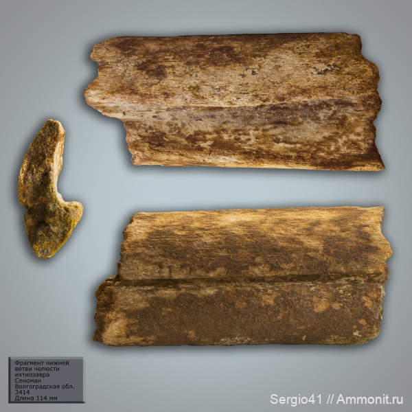 ихтиозавры, сеноман, челюсти, Волгоградская область, Ichthyosauria, Волгоград, ichthyosaur, Cenomanian, зубная кость