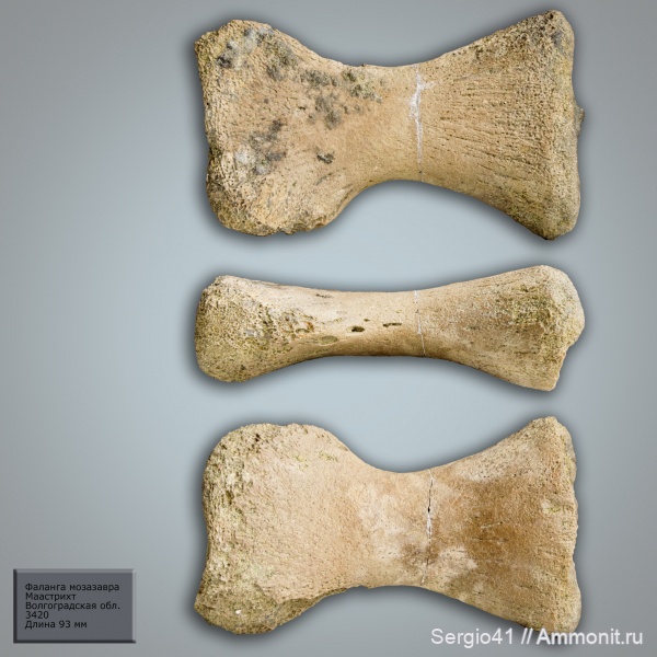 рептилии, мел, водные рептилии, мозазавры, морские рептилии, маастрихт, Волгоградская область, Mosasaurus, Mosasauridae, Prognathodon, Волгоград, фаланги, Plioplatecarpus, Maastrichtian, Mosasaurinae, Plioplatecarpinae, элемент ласта морской рептилии