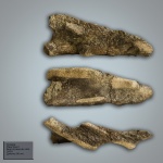 Зубная пластина химеры