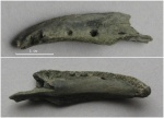 челюсть хищной костной рыбы, Perciformes