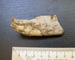 Фрагмент челюсти мелкого млекопитающего.