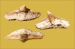 Зуб акулы Cederstroemia sp.
