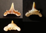 Зуб акулы Synechodus dubrisiensis, морфотип nitidus