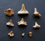 Зубы морского ангела Squatina cranei