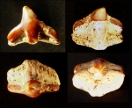 Зуб морского ангела Squatina cranei (2)