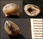 Зуб Pycnodontiformes fam. et gen. indet (Hadrodus?)