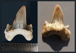 Зуб Dwardius ( Pseudoisurus ) sp.