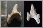 Зуб Dwardius ( Pseudoisurus )(?) sp. - 2