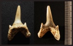 Зуб Archaeolamna sp.
