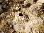 Гнездо одиночной осы, построенное из нуммулитов