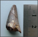 Зуб морской рептилии (cf. Polyptychodon, Pliosauroidea)