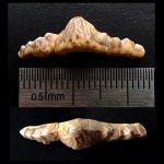 Зуб Polyacrodus cf. illingworthi
