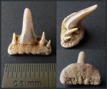 Зуб Paraorthacodus cf. recurvus