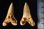 Зуб Cretoxyrhina denticulata
