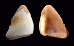 Зуб Deltoptychius sp.