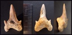 Первый карякинский зуб (Archaeolamna cf. kopingensis)