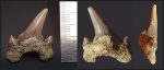 Зуб Archaeolamna kopingensis