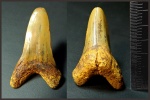 Зуб Cretoxyrhina denticulata - 3