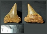 Зуб Cretoxyrhina sp. (?)