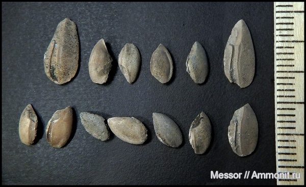 юра, Фили, отолиты, Otolithes, Jurassic, Palealbula, Palealbula moscoviensis, Palealbula korchinskyi