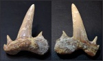 Верхний боковой зуб акулы Scapanorhynchus perssoni