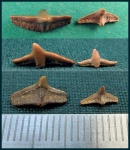 Большой и маленький (Зубы ковровой акулы Cederstroemia sp.)