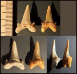 Зубы Archaeolamna sp.