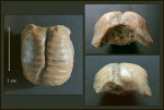 Странное прижизненное стачивание коронки зуба Ptychodus sp.