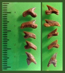 Зубы Palaeoanacorax cf. obliquus