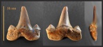 Зуб Cretolamna cf. catoxodon