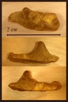 Фрагмент челюсти Enchodontidae