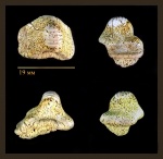 Зуб Ptychodus sp.