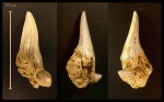 Зуб Cretodus cf. semiplicatus