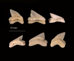 Белые зубы Squalicorax сf. curvatus