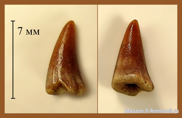 зубы, perciformes, Sphyraenodus, бучакская свита, teeths