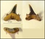 Верхний боковой зуб акулы Mennerotodus sp.(?)