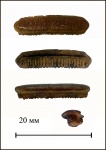Зуб ската семейства Myliobatidae, cf. Rhinoptera
