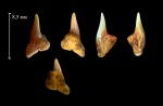 Передний зуб акулы отряда Carchariniformes (Physogaleus?)
