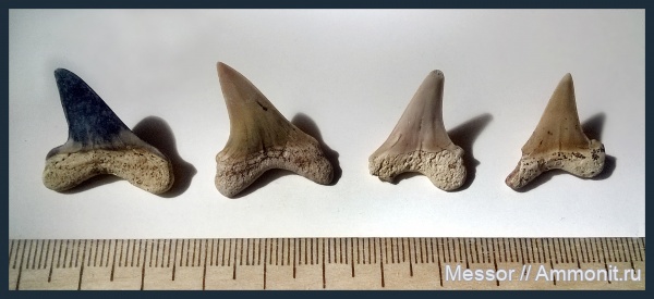 зубы, хрящевые рыбы, акулы, зубы акул, Cretoxyrhina, Cretoxyrhina denticulata, Chondrichthyes, Elasmobranchii, shark teeth, sharks