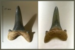 Передний зуб акулы Cretolamna sp.