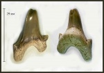 Зуб Dwardius sp.