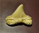 Боковой зуб Cretoxyrina denticulata (?)