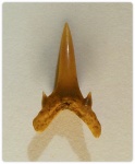 Зуб Odontaspididae indet