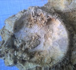 Морской гребешок спондилид (Spondylus)