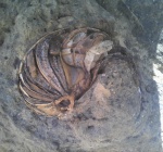 Раковина ископаемого моллюска Nautilus в породе