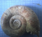Раковина ископаемого головоногого моллюска Protetragonites tauricus