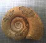 Раковина ископаемого головоногого моллюска Protetragonites