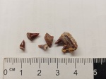 зубы и фрагмент челюсти рыбки Cybium sp.